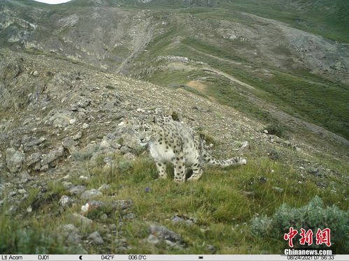 青海祁连山最东端首次拍到雪豹