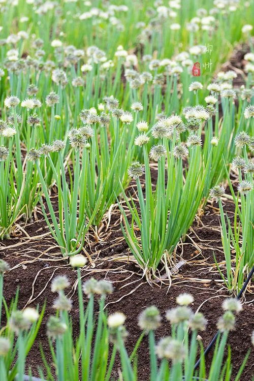 广西芒果产业搭车新茶饮助果香海外